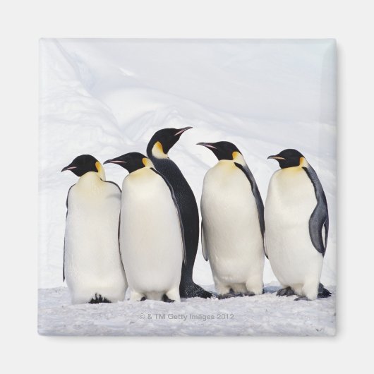 Kaiser Penguins Magnet (Vorne)