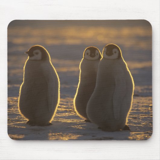 Kaiser Penguins Mousepad (Vorne)