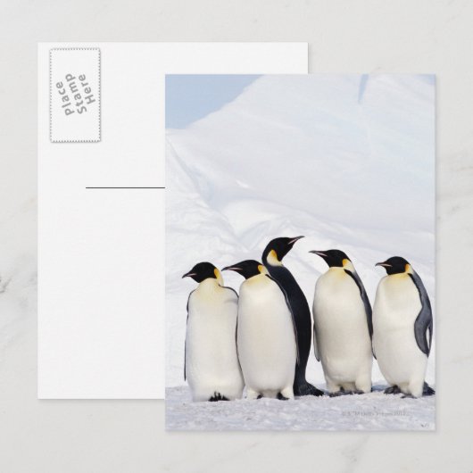 Kaiser Penguins Postkarte (Vorne/Hinten)