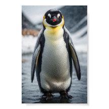Kaiser Pinguin 2