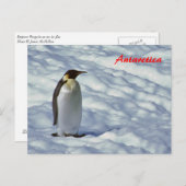 Kaiser Pinguin Antarktis Postkarte (Vorne/Hinten)