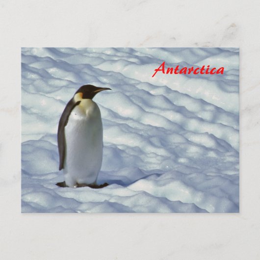 Kaiser Pinguin Antarktis Postkarte (Vorderseite)