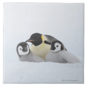 Kaiser-Pinguin (Aptenodytes forsteri) 2 Fliese (Vorderseite)