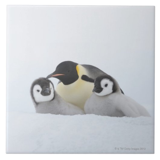 Kaiser-Pinguin (Aptenodytes forsteri) 2 Fliese (Vorderseite)