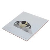 Kaiser-Pinguin (Aptenodytes forsteri) 2 Fliese (Seite)