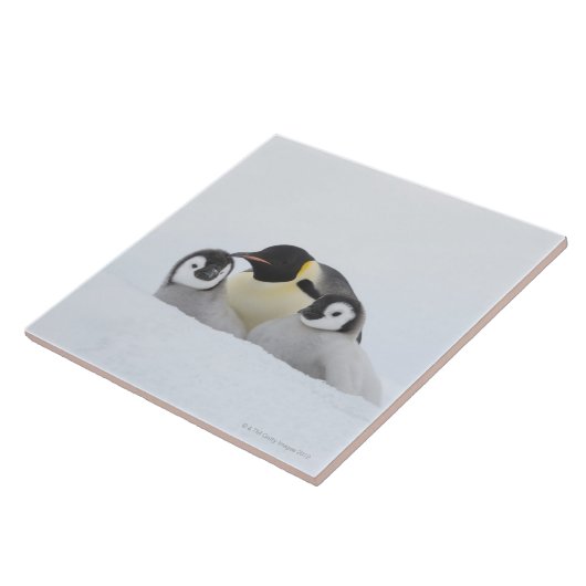 Kaiser-Pinguin (Aptenodytes forsteri) 2 Fliese (Seite)