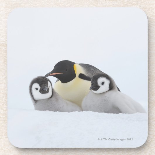 Kaiser-Pinguin (Aptenodytes forsteri) 2 Getränkeuntersetzer (Vorderseite)