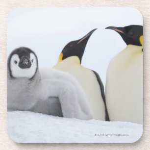 Kaiser-Pinguin (Aptenodytes forsteri) Getränkeuntersetzer