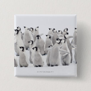 Kaiser-Pinguin (Aptenodytes forsteri), Gruppe von Button