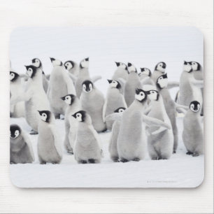 Kaiser-Pinguin (Aptenodytes forsteri), Gruppe von Mousepad