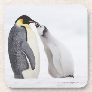 Kaiser-Pinguin (Aptenodytes forsteri), Küken Getränkeuntersetzer