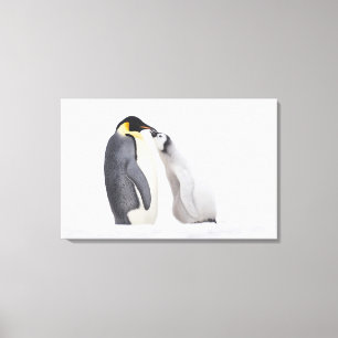 Kaiser-Pinguin (Aptenodytes forsteri), Küken Leinwanddruck