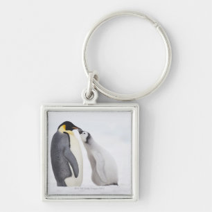 Kaiser-Pinguin (Aptenodytes forsteri), Küken Schlüsselanhänger