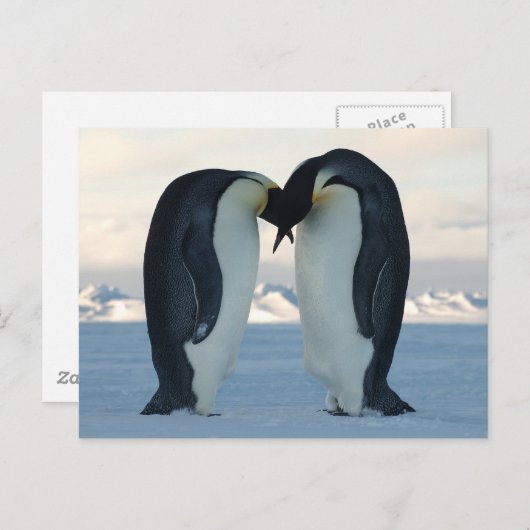 Kaiser-Pinguin-Courship Postkarte (Vorne/Hinten)