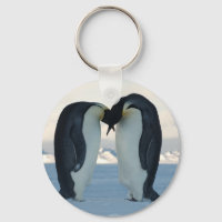 Kaiser-Pinguin-Courship