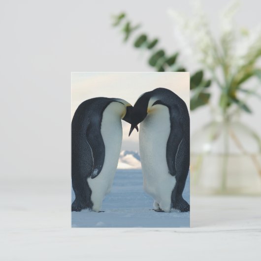 Kaiser-Pinguin-Courtship Postkarte (Stehend Vorderseite)