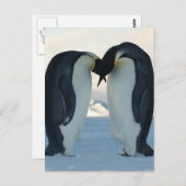 Kaiser-Pinguin-Courtship Postkarte (Vorne/Hinten)