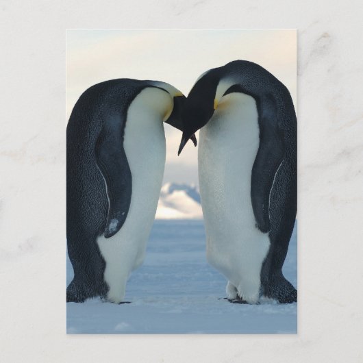 Kaiser-Pinguin-Courtship Postkarte (Vorderseite)