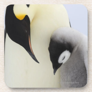 Kaiser-Pinguin, der Küken betrachtet Getränkeuntersetzer