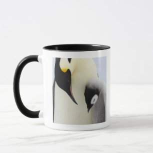 Kaiser-Pinguin, der Küken betrachtet Tasse