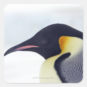Kaiser Pinguin, Insel Snow Hill Quadratischer Aufkleber