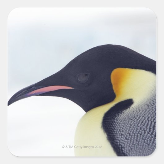 Kaiser Pinguin, Insel Snow Hill Quadratischer Aufkleber (Vorderseite)