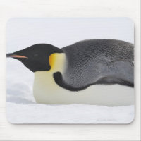 Kaiser Pinguin, Insel Snow Hill, Weddell Sea,