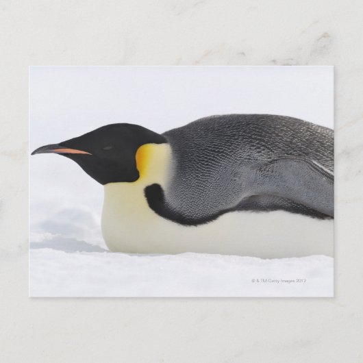 Kaiser Pinguin, Insel Snow Hill, Weddell Sea, Postkarte (Vorderseite)