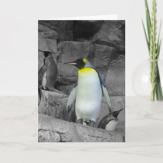Kaiser-Pinguin Karte (Vorderseite)