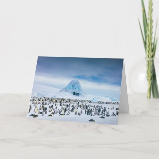 Kaiser-Pinguin-Kolonie Karte (Vorderseite)