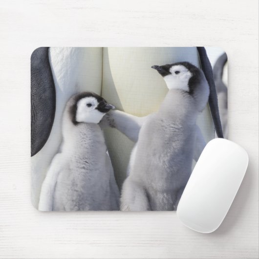 Kaiser-Pinguin-Küken Mousepad (Mit Mouse)