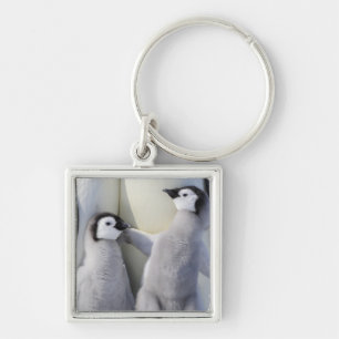 Kaiser-Pinguin-Küken Schlüsselanhänger