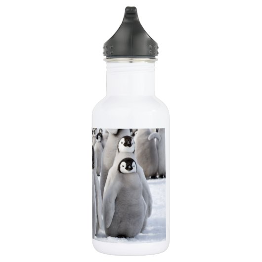 Kaiser-Pinguin-Kükenwasserflasche Trinkflasche (Rechts)