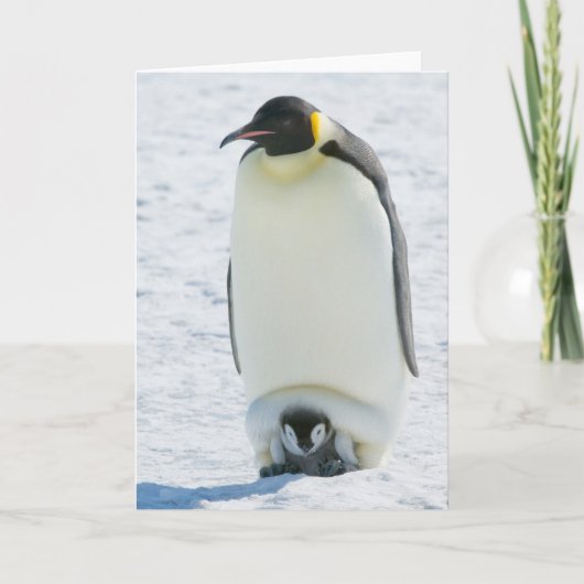 Kaiser-Pinguin mit Kükenanmerkungskarte Karte (Vorderseite)