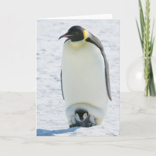 Kaiser-Pinguin mit Kükenanmerkungskarte Karte
