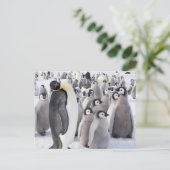 Kaiser Pinguin mit Postkarte für Chicks (Stehend Vorderseite)