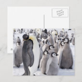 Kaiser Pinguin mit Postkarte für Chicks (Vorne/Hinten)