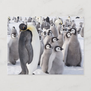 Kaiser Pinguin mit Postkarte für Chicks