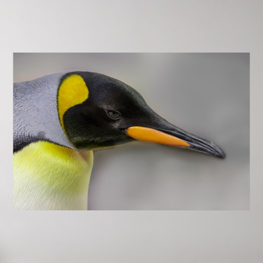 Kaiser Pinguin Portrait Nah-Up Poster (Vorne)
