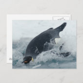 Kaiser Pinguin Postkarte (Vorne/Hinten)