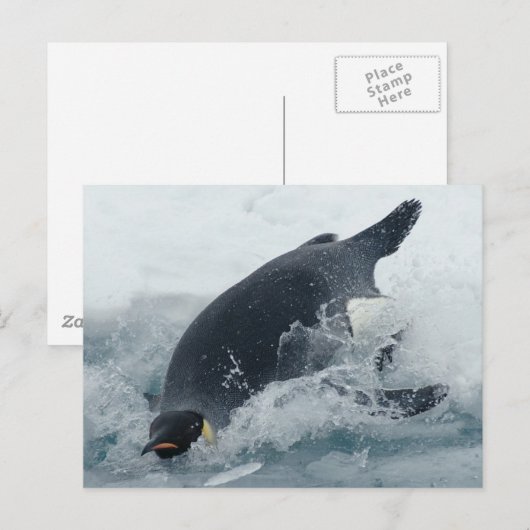 Kaiser Pinguin Postkarte (Vorne/Hinten)