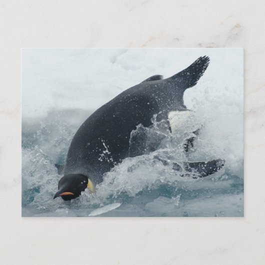 Kaiser Pinguin Postkarte (Vorderseite)