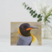 Kaiser Pinguin Postkarte (Stehend Vorderseite)