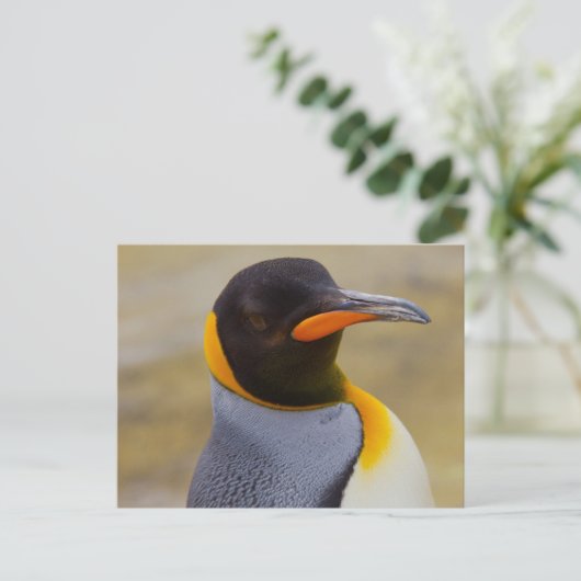 Kaiser Pinguin Postkarte (Stehend Vorderseite)