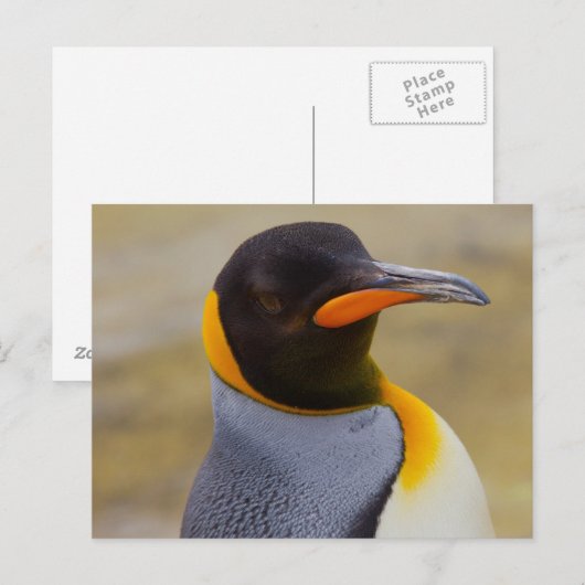 Kaiser Pinguin Postkarte (Vorne/Hinten)