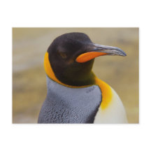 Kaiser Pinguin Postkarte