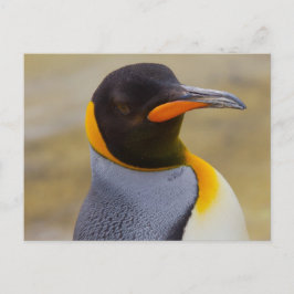 Kaiser Pinguin Postkarte