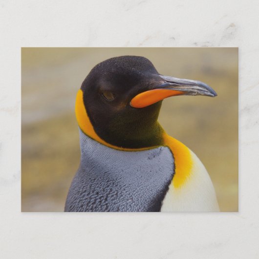 Kaiser Pinguin Postkarte (Vorderseite)