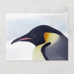 Kaiser-Pinguin, Schnee-Hügel-Insel Postkarte