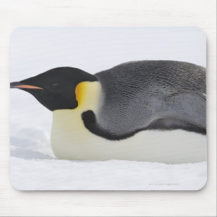 Kaiser-Pinguin, Schnee-Hügel-Insel, Weddell Meer, Mousepad